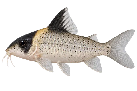 Hoplisoma melanistium完整左向侧面AI示意图