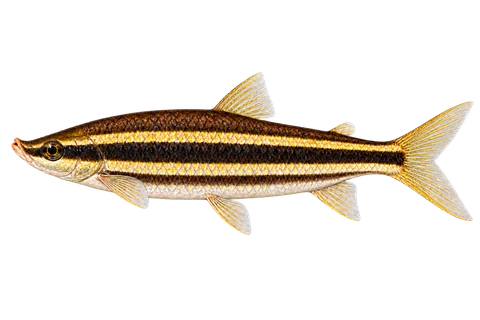 Gold-striped headstander — left-facing natural adult, AI-generated illustration