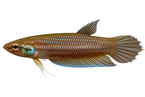 AI illustration of Betta pugnax, complete left-facing side view