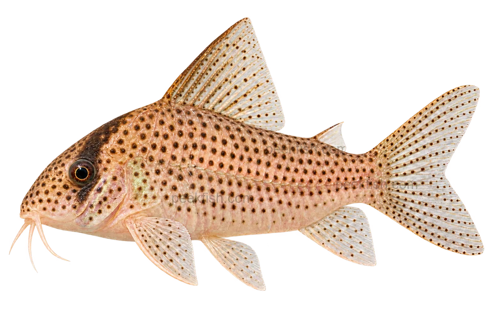 Full left-facing side-view AI illustration of Hoplisoma kanei