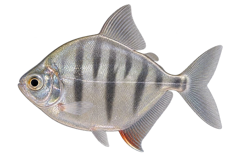 Metynnis fasciatus 成体代表外观，朝左透明侧面AI示意图，非实拍。