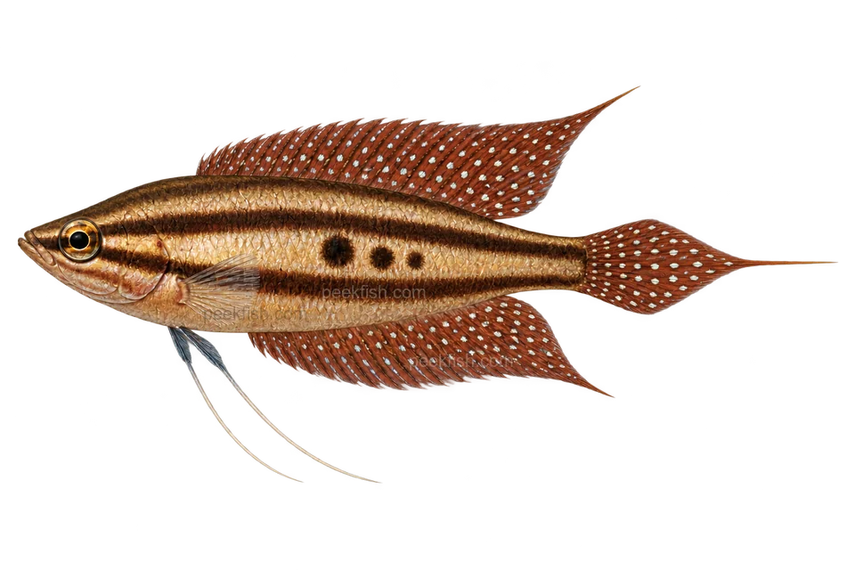 AI illustration of Parosphromenus linkei, complete left-facing side view