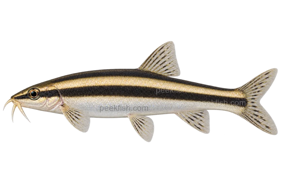 Ambastaia nigrolineata — left-facing adult AI illustration, not a photograph