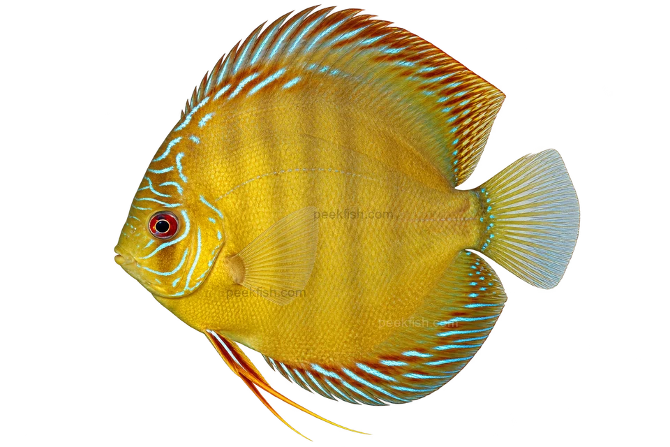 Symphysodon aequifasciatus 自然型代表外观，朝左透明侧面AI示意图，非实拍；参考Alenquer自然型。