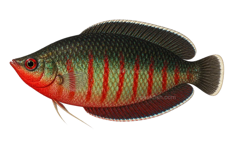 AI illustration of Sphaerichthys vaillanti, complete left-facing side view