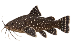 AI illustration of an adult natural-form Agamyxis pectinifrons in left-facing side profile