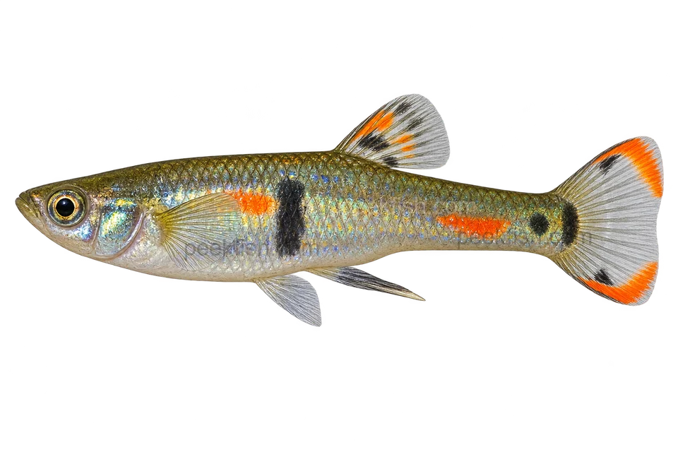 Endler’s livebearer — Adult male natural-type Endler; slim metallic green-orange body, discrete dark flank patch, modest clear tail with coloured margins, no huge delta tail; no named locality claim.; AI-generated side-view illustration