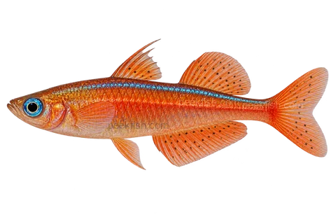 AI illustration of adult male Pseudomugil luminatus, complete left-facing side view