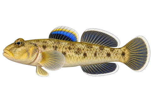 沙漠虾虎 (Chlamydogobius eremius) AI示意图