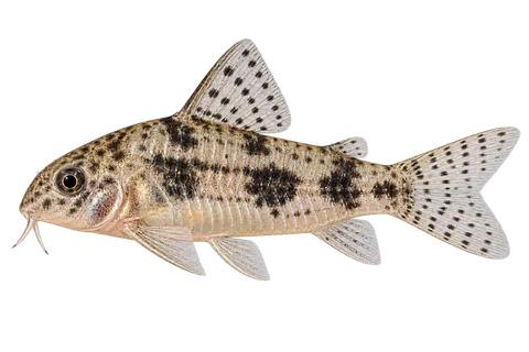 Hoplisoma habrosum (Hoplisoma habrosum) AI示意图