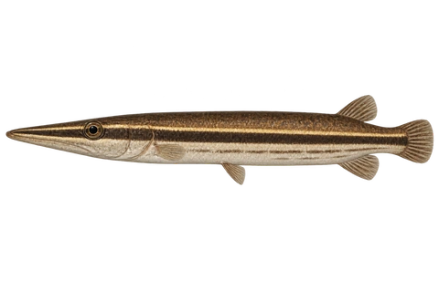 Luciocephalus pulcher完整左向侧面AI示意图