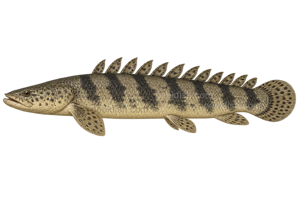 Saddled bichir, adult natural-colour left-facing AI illustration