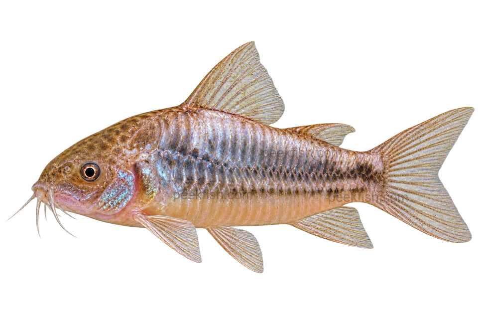 Gastrodermus undulatus 朝左透明侧面AI示意图
