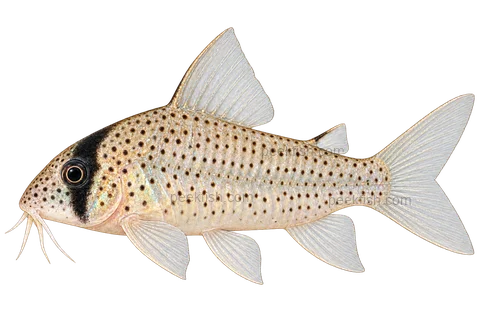AI illustration of Hoplisoma atropersonatum, complete left-facing side view