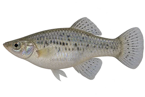 Shortfin molly — Adult female ordinary shortfin molly, grey body with restrained iridescent flecks, short dorsal, rounded tail, fan anal fin, no balloon or lyretail; natural-type illustration with identity limits.; AI-generated side-view illustration
