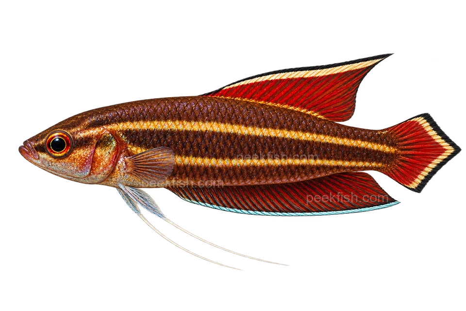 AI illustration of Parosphromenus phoenicurus, complete left-facing side view