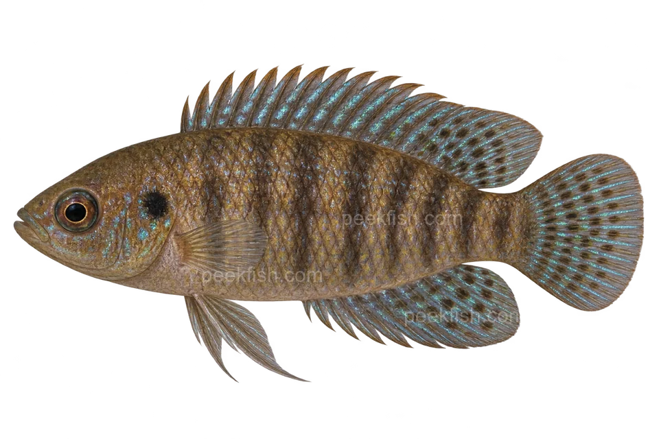 变色鲈 (Badis badis) AI示意图
