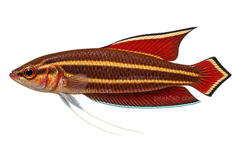 AI illustration of Parosphromenus phoenicurus, complete left-facing side view