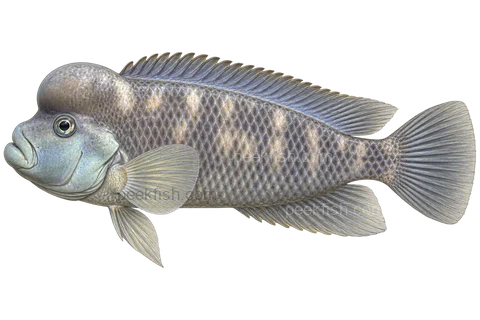 Steatocranus casuarius 成体朝左透明侧面示意图