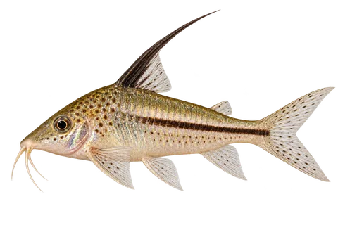 Corydoras filamentosus完整左向侧面AI示意图