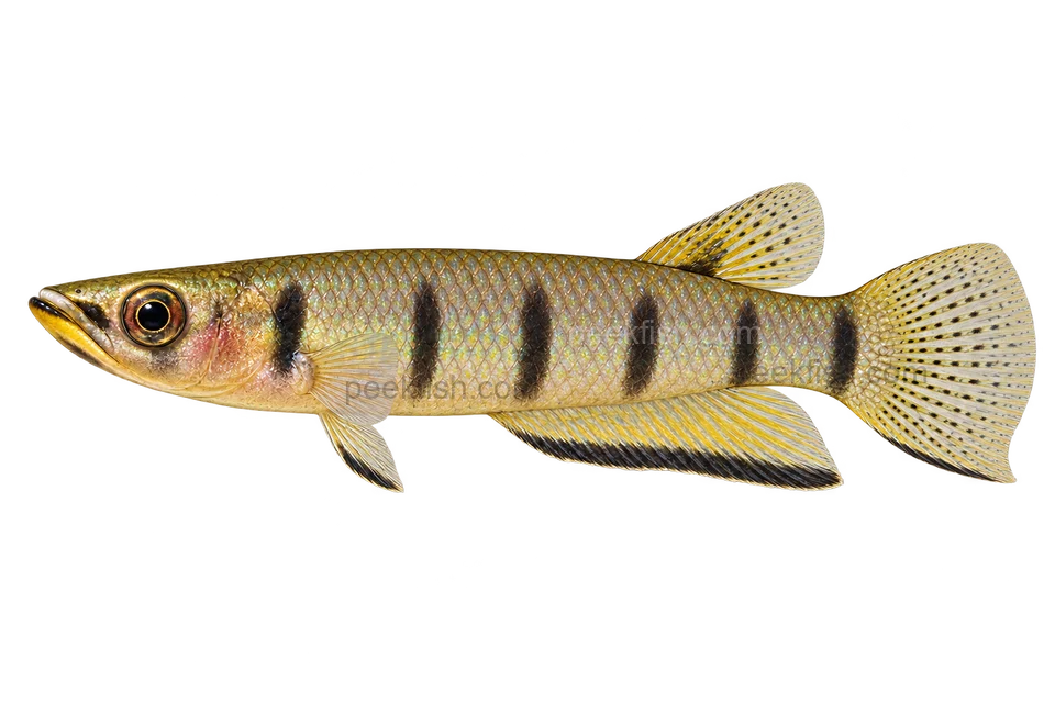 Epiplatys dageti, adult male AI side-view illustration facing left, pale-throated dageti representative