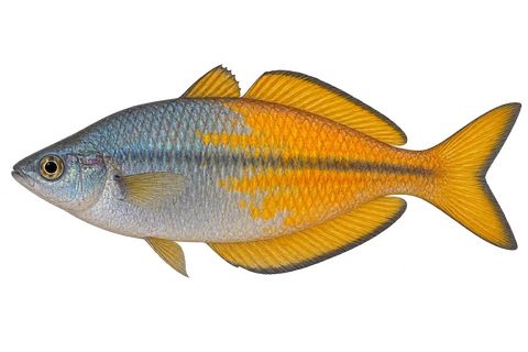 Melanotaenia parkinsoni 成体雄鱼完整左向侧面AI示意图(ordinary yellow-orange form; no uncertain spotted trade morph)