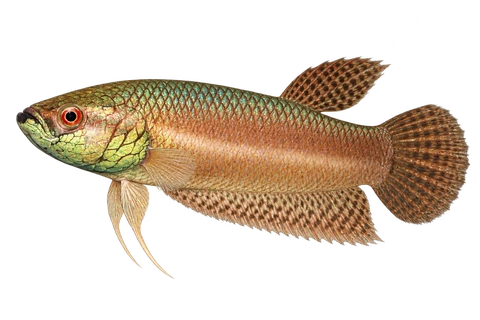 Betta pallifina完整左向侧面AI示意图