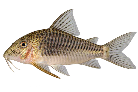 Corydoras geoffroy left-facing AI illustration