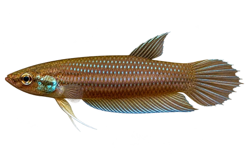 Betta pugnax完整左向侧面AI示意图