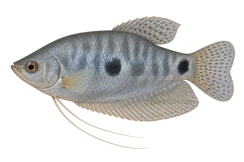Three-spot gourami — Typical blue adult, sex unspecified; AI-generated side-view illustration