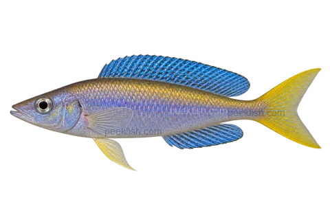 Cyprichromis leptosoma完整左向侧面AI示意图