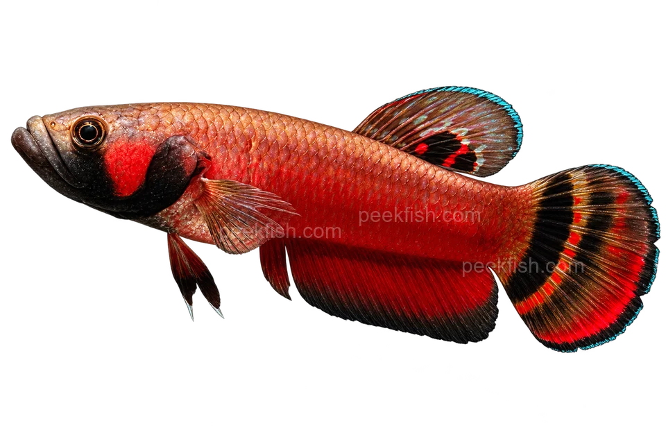 AI illustration of Betta macrostoma, complete left-facing side view