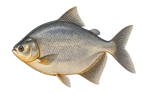 Red-bellied pacu — left-facing natural adult, AI-generated illustration