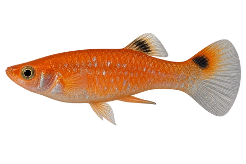 Poecilia picta Red Surinam 外观成年雄鱼左向AI示意图,橙红身体、上部尾鳍黑斑。