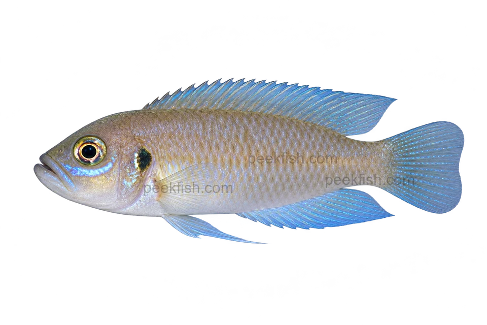 Neolamprologus brevis 成体朝左透明侧面示意图