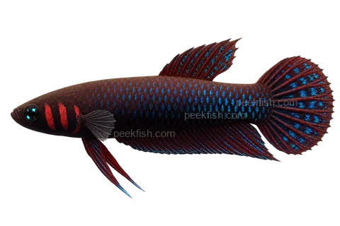 AI illustration of Betta hendra, complete left-facing side view