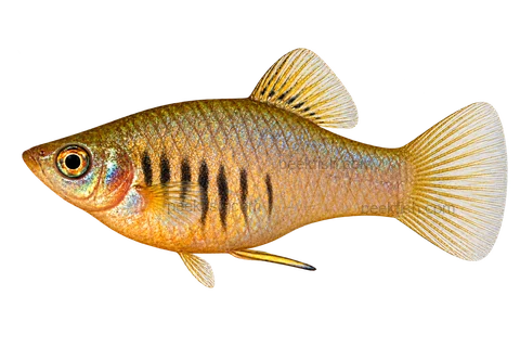 Left-facing adult male Xiphophorus xiphidium AI illustration with compact body, anterior tiger bars and no caudal-base spot.