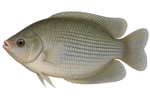 Helostoma temminckii,自然灰绿色成鱼,性别未指定,AI 左向侧面示意图