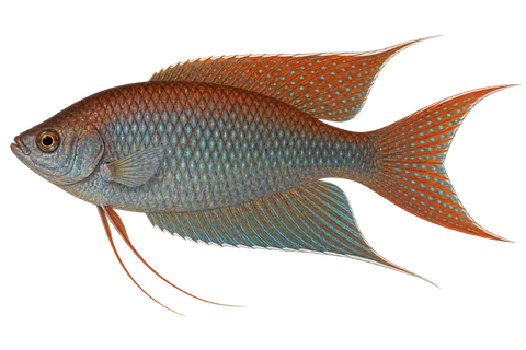 Macropodus erythropterus完整左向侧面AI示意图