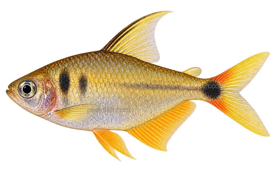 Raccoon tetra — AI-generated side-view illustration
