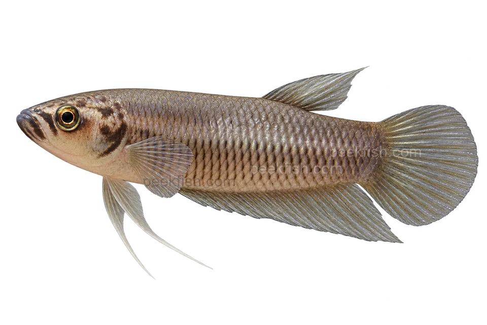 Betta pi完整左向侧面AI示意图