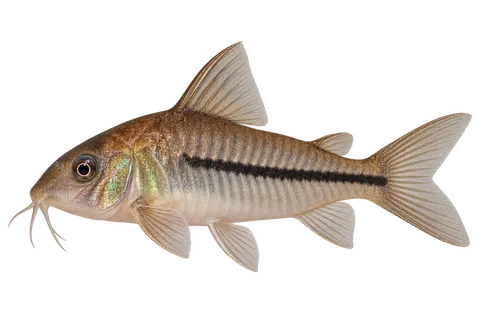 Hoplisoma baderi完整左向侧面AI示意图