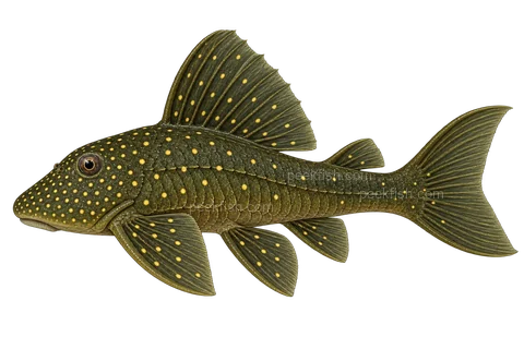 AI illustration of adult Hemiancistrus subviridis in left-facing side view; not a photograph.