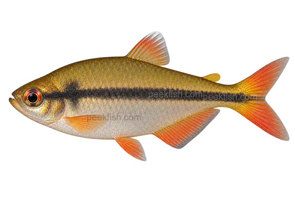 Hyphessobrycon cachimbensis成体雄鱼,AI侧面示意插画