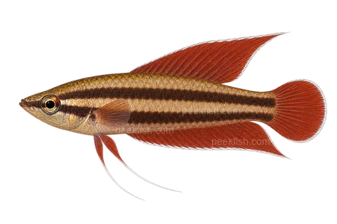 AI illustration of Parosphromenus anjunganensis, complete left-facing side view