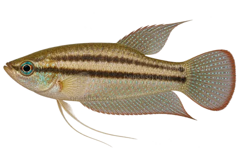 Schaller’s gourami — natural-colour adult male; AI-generated left-facing side-view illustration