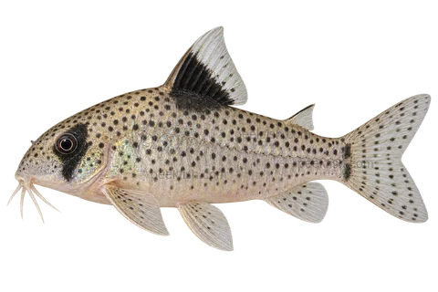 AI illustration of Hoplisoma leucomelas, complete left-facing side view