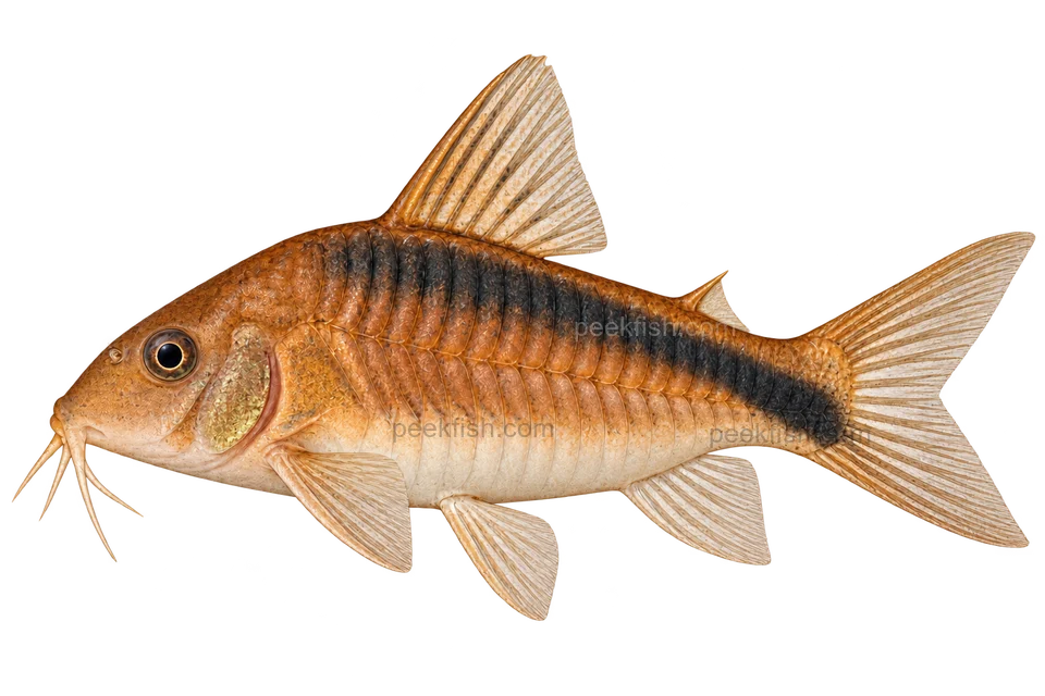AI illustration of Osteogaster rabauti, complete left-facing side view