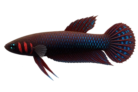 Betta hendra完整左向侧面AI示意图