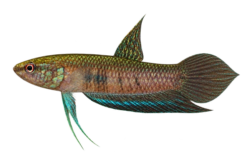 Betta dimidiata完整左向侧面AI示意图